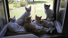 depozitum Ko�i�í nad�je 3