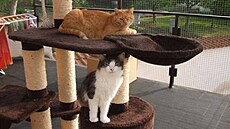 Kacálková - ko�ky 1