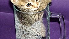 �rámková - kot� ve sklenici 1