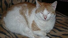 Beáta M. - Cézar 1