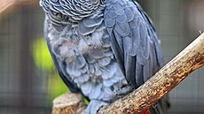 Papou�ek �edý � �ako (Psittacus erithacus)