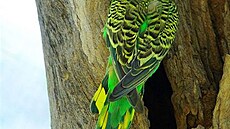 Melopsittacus undulatus, Alice Springs
