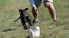 Deborka jako �t�n�, k�í�enec amerického pitbulteriéra. �íjen 2011