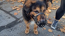 Po o�et�ení. Nateklý boltec - othematom