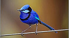 modrý pták