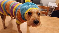 Kess p�edvádí model Svetr. Ov�em kapuci, tu tedy nenávidí... není divu, vypadá...