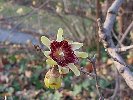 27. 1. Zimokvt asn - Chimonanthus praecox v botanick Na Slupi
