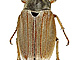 Scarabaeus melolontha, Chroust obecný
