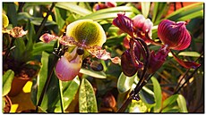 Orchideje, Drá��any 2019