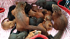 O téhle fotce vy�el �lánek: https://1url.cz/Yu5eQ