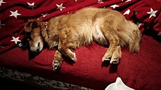 Beník zaslou�en� odpo�ívá