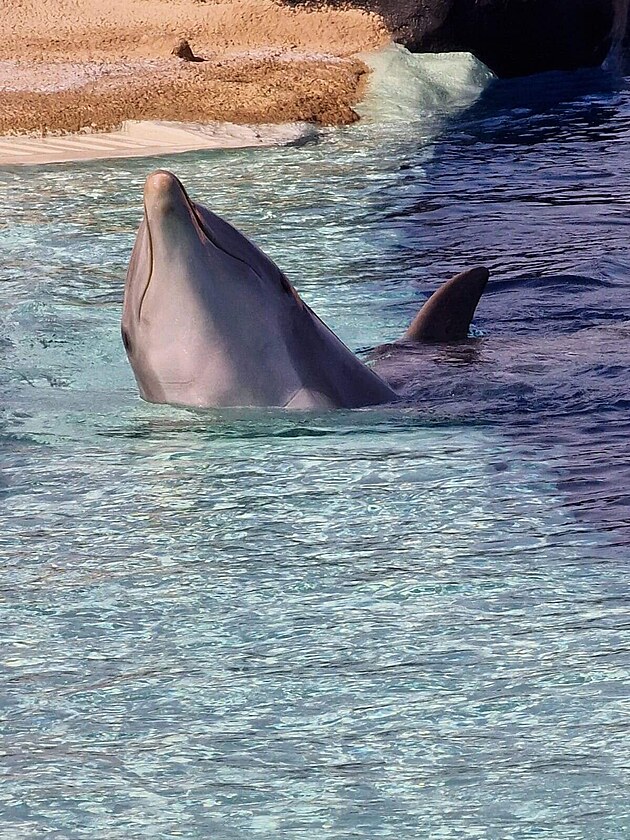 Delfín skákavý. Lanzarotte, leden 2024