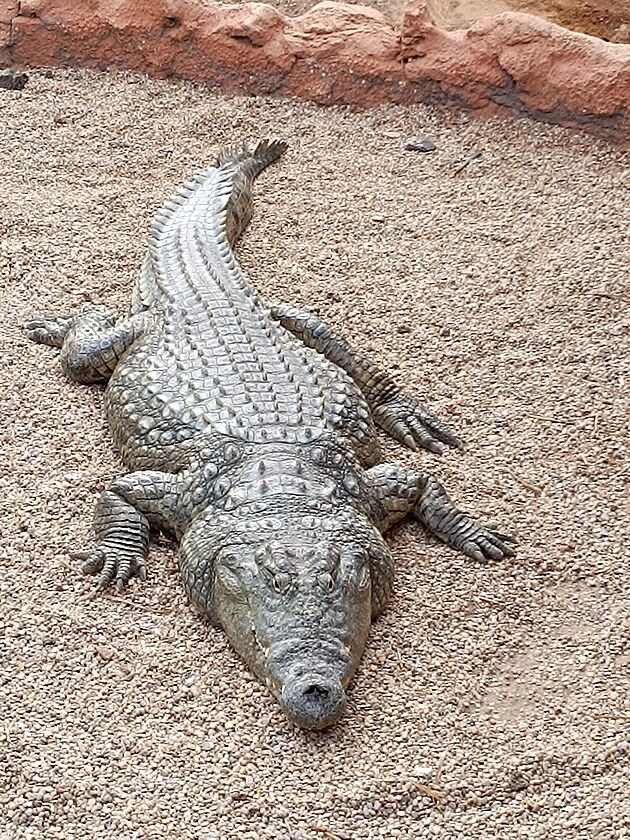Krokodýl nilský. Lanzarotte, leden 2024