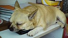 �utík, p�erostlý �ivavák.