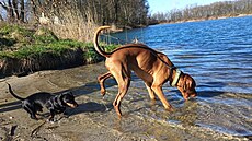 �árlí a Dante u vody