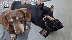 �okoládová Ricky (16) a �erná Erna (8)