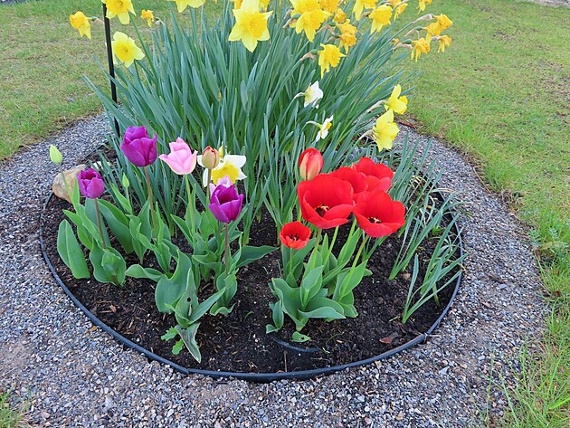 Tulipny. Modany, duben 2024