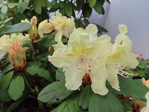 lut rododendron. Modany, duben 2024