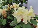 �lutý rododendron. Mod�any, duben 2024