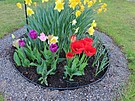 Tulipány. Mod�any, duben 2024