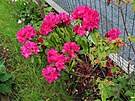 Rododendron, kvten 2024. Modany