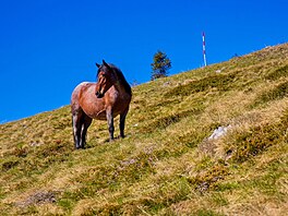 Zvdaví kon, Severní Velebit, duben 2024