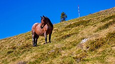 Zv�daví kon�, Severní Velebit, duben 2024