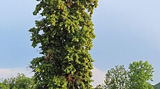 Lípa v kempu, Hranice na Morav�
