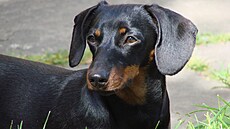 Jezev�ík �árlí