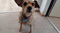 Kess zoufale �ekající, a� dostane "volno" k nástupu na snídani. V misce je...