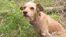 Kess v lese se vstava�em