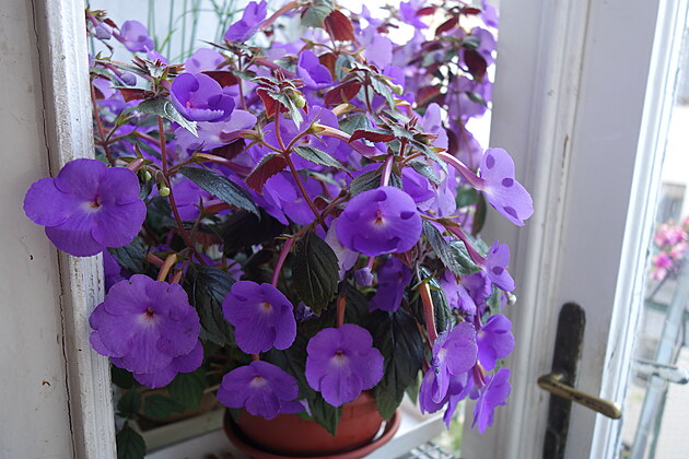 Honzk, achimenes, boulo, 5. 7. 2024
