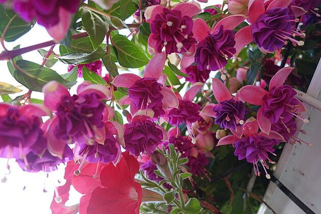 Fuchsie, 5. 7. 2024