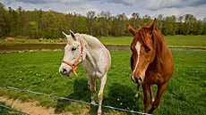 Zv�daví koníci v Rybni�né. Fukovský výb�ek.