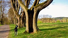 L�py k Lipov� opravdu pat��, 2024