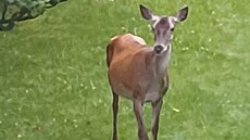 Srnka na zahrad� u souseda. Kouká k nám, co by se�rala z mlsoty, ale odrazuje...