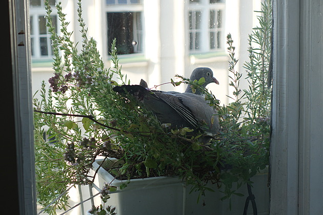 Holub hivná hnízdí v truhlíku za oknem