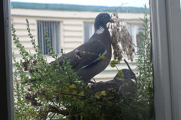 Sameek hivne nos vtviky, samika pinen zabudovv do hnzda