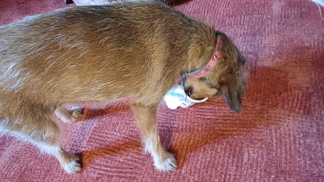 Kess a jogurt