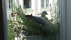 Holub h�ivná� hnízdí v truhlíku za oknem