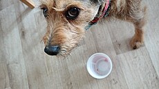 Kess a do�raný jogurt