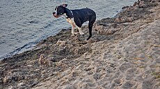 Ve�erní procházka k mo�i, Zierow (Balt 2024)