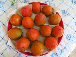 Mísa kaki