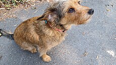 Kess p�ed trimováním