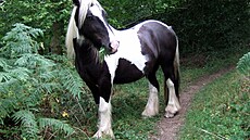 K�� spásající kapradiny