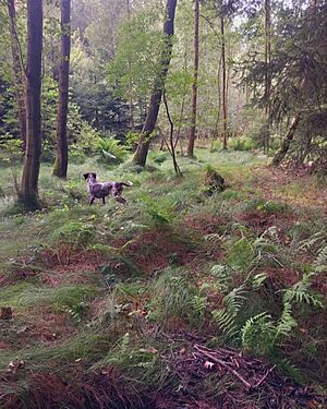 Talinka. Dovolen v Luickch horch 2024