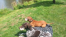 Rumí�ek a Tali. Dovolená v Lu�ických horách 2024