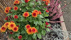 Chryzantéma. Pra�ská Botanická zahrada, 28. 10. 2024