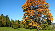 �íjen 2008 v Hrubém Jeseníku