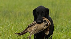 Skye. Ba�anta aportuje ráda (foto z výcviku)